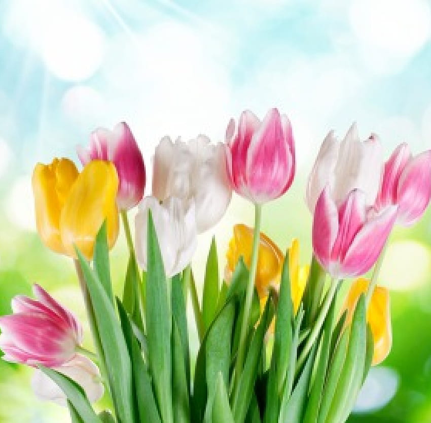 Tulip, sinar matahari, warna-warni, halus, padang rumput, bunga, musim semi Wallpaper HD