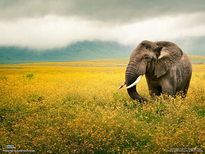 National Geographic, Champs, Animaux, Tanzanie, Éléphants, National Geographic graphy Fond d'écran HD