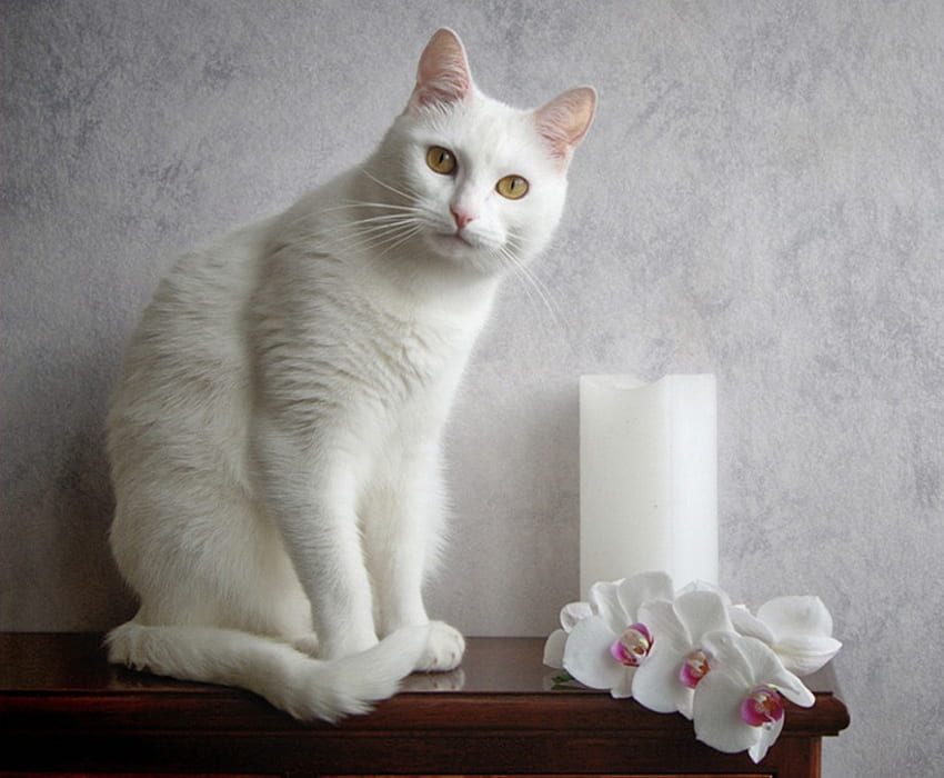 ALL WHITE, white, candle, cat, flowers, feline, pet HD wallpaper