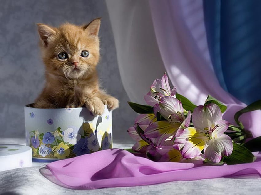 Peek a boo, коте, сатен, кутия, лавандула, котка, цветя, завеса, лилии HD тапет