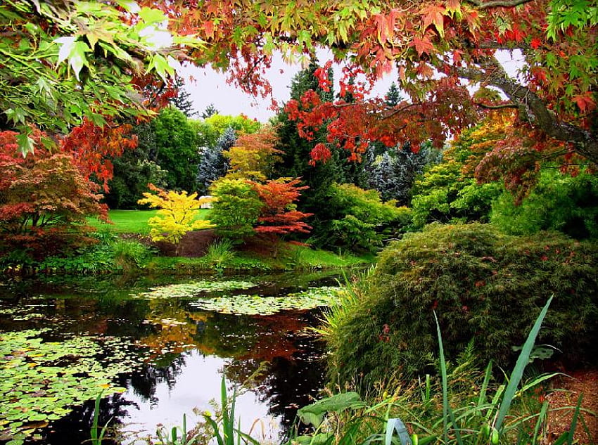 아름다운 정원, 나무, 정원, 자연, 연못 HD 월페이퍼