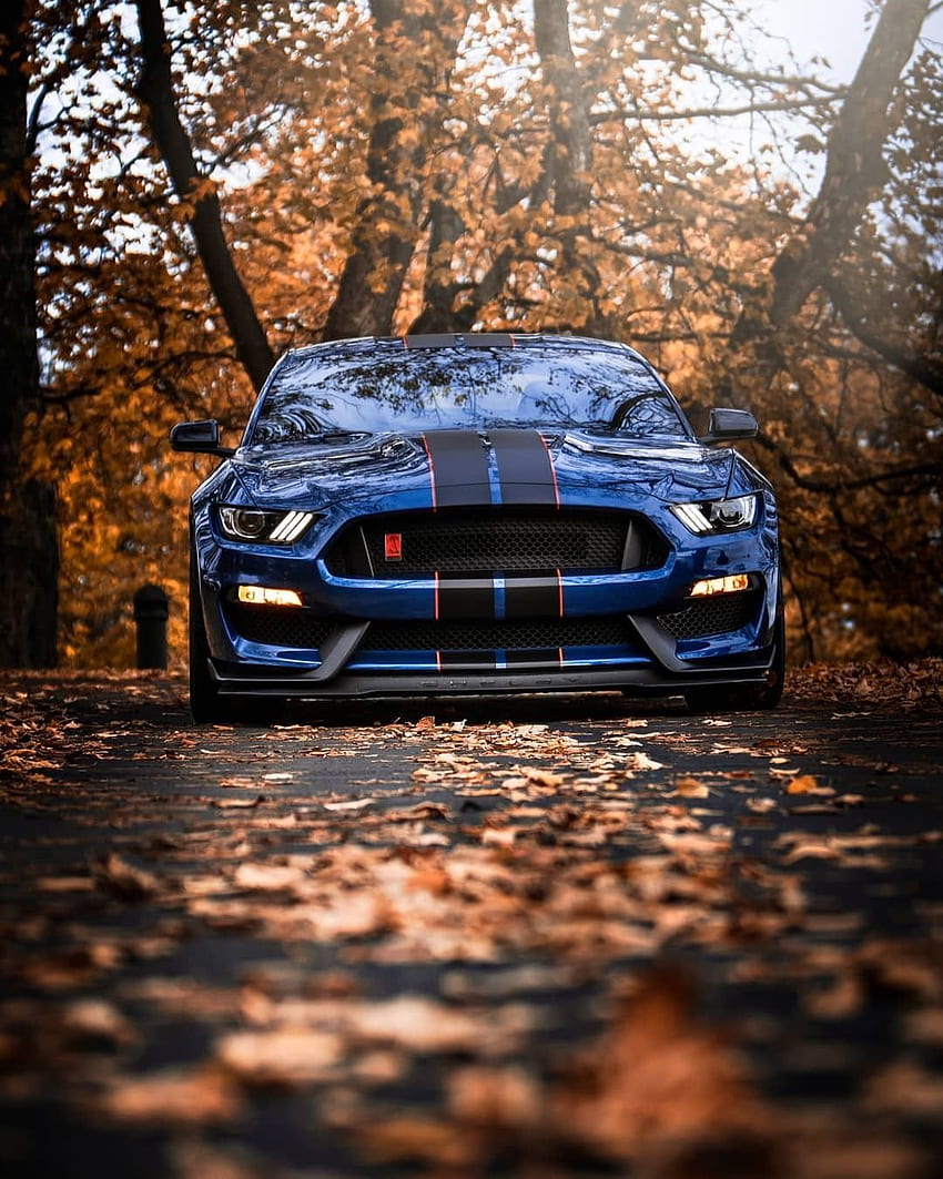 Cobra-Saison. Ford Mustang Shelby GT350R. Mustang GT500, Ford Mustang Shelby, Mustang Shelby HD-Handy-Hintergrundbild