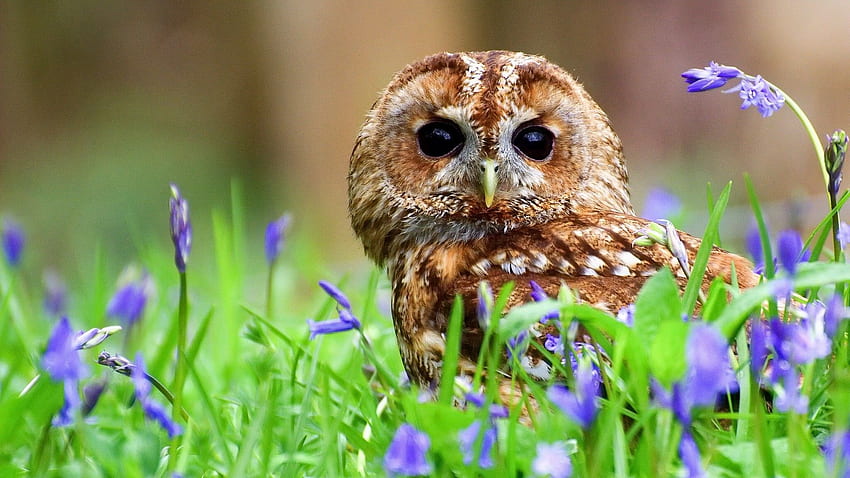 Cute Owl Background for , Cute Summer Owl HD wallpaper