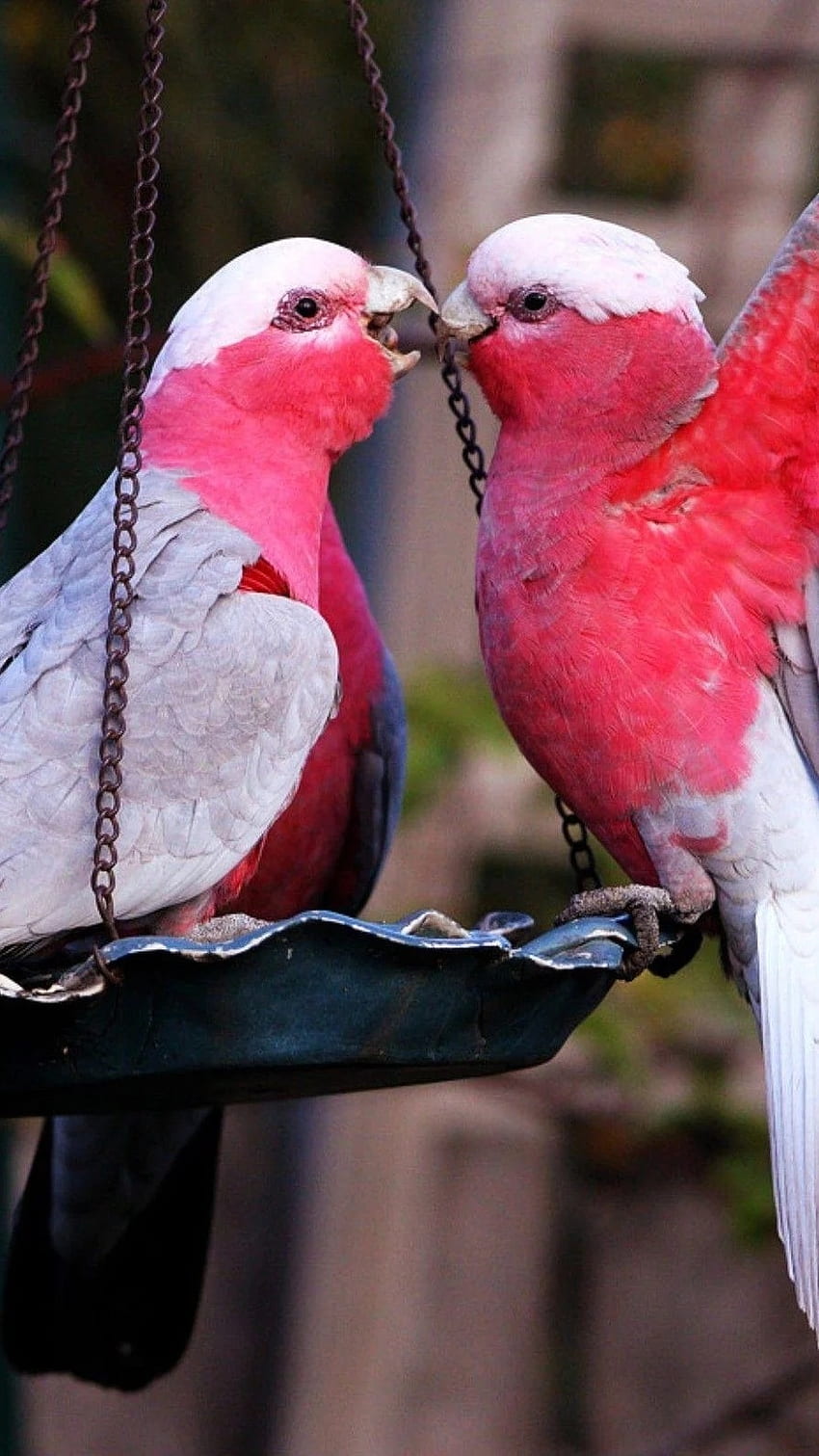 Kocham ptaki, różowy, ptaki, miłość Tapeta na telefon HD