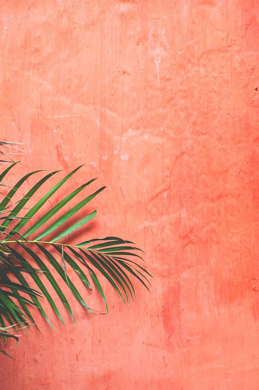 color coordinate / plants. Plants, Peach aesthetic,, Aesthetic Colors HD phone wallpaper