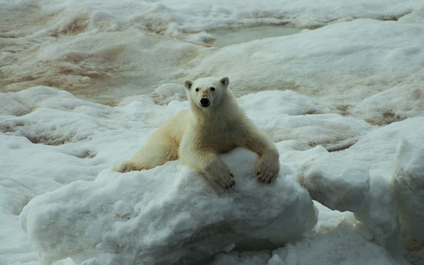 zwierzęta, kamienie, śnieg, leżeć, leżeć, niedźwiedź polarny Tapeta HD