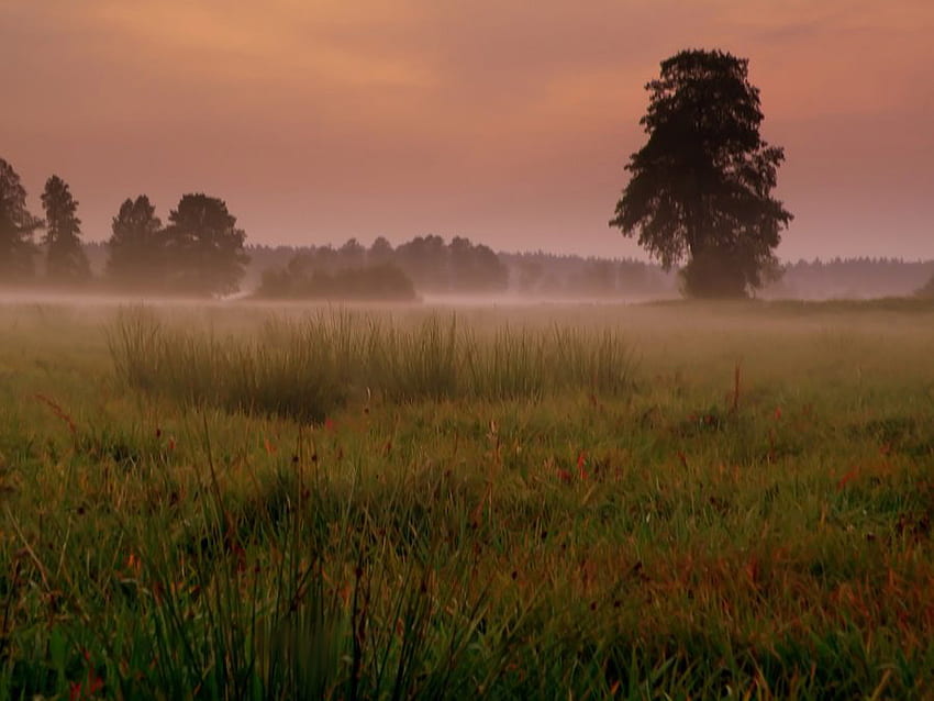 Brouillard tôt le matin en été, été, brouillard, matin, champ, brumeux, arbres, nature, lever du soleil Fond d'écran HD