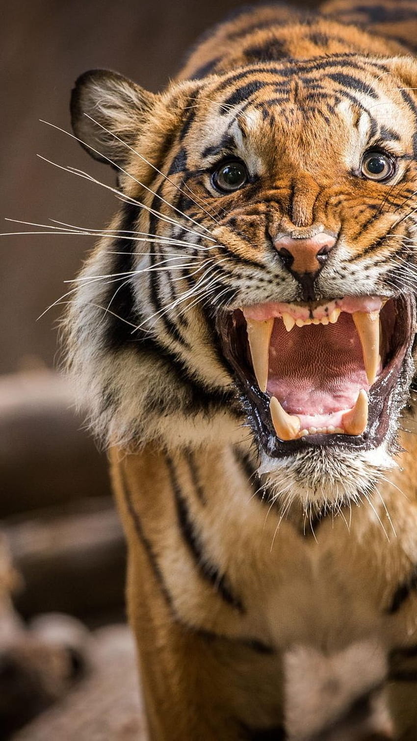 Evil, Roar, Tiger, Grin - Tiger Growling - - teahub.io, Roaring Tiger HD phone wallpaper