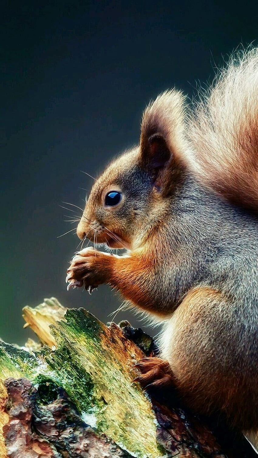 Sincap / Squirrel. Squirrel , Wild animal , Animals HD phone wallpaper