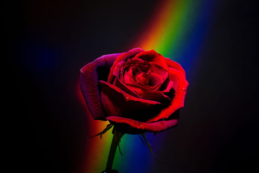 Red Rose , Black background, Rainbow, Closeup, Blossom, Flowers HD ...