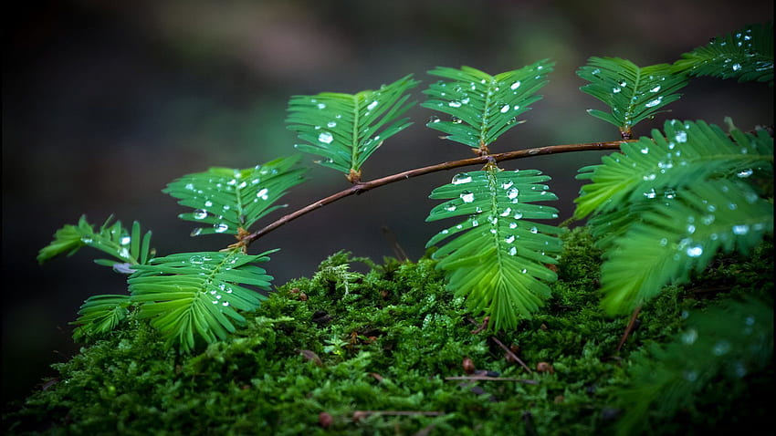 Tetesan air daun hijau Penuh []. bunga alam, alam, Hujan, Hujan Daun Hijau Wallpaper HD