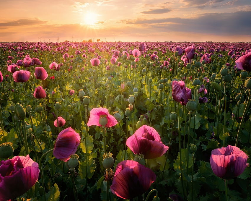 Bidang opium ungu, bunga poppy, ungu, opium, bidang, bunga, alam Wallpaper HD