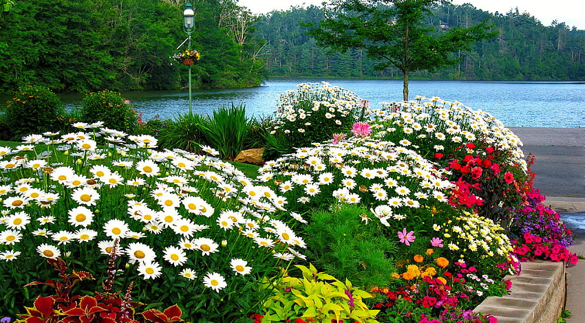 flores de colores cerca del río, árboles, jardín, hermoso, flores, pétalos, colorido, río, manzanilla, margaritas, verano fondo de pantalla