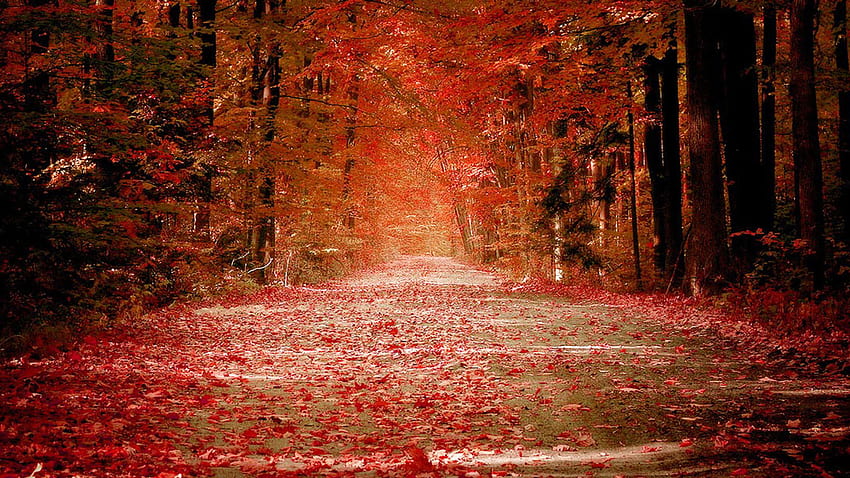 Autumn Nature One [] for your , Mobile & Tablet. Explore Autumn