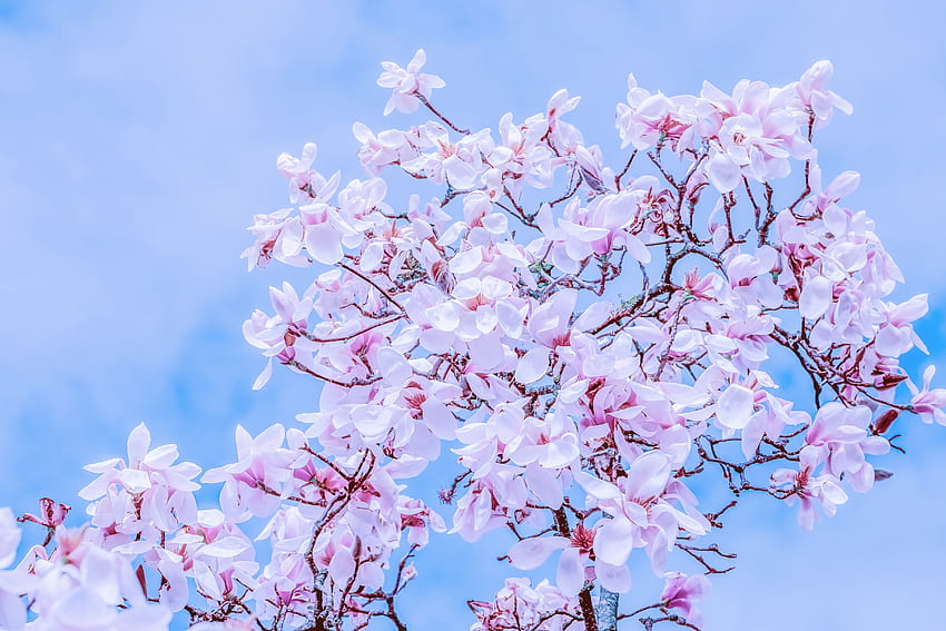 Flowers, Sky, Branches, Bloom, Flowering, Magnolia HD wallpaper