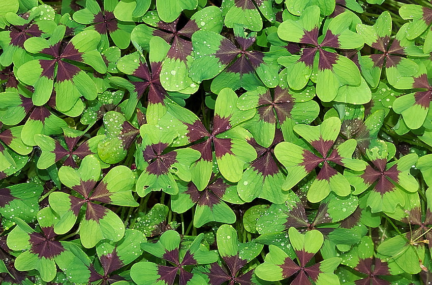 Green brown leaves, morning, water drops HD wallpaper