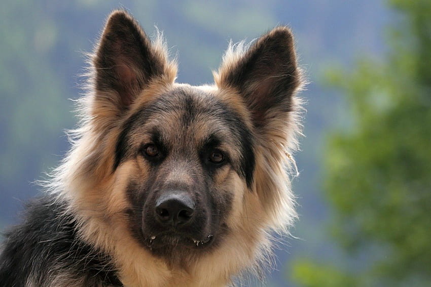German shepherd, dog, cute, pet HD wallpaper