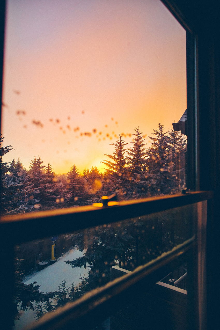 Nature, Trees, Sunset, Sky, Overview, Review, Window, View HD phone wallpaper