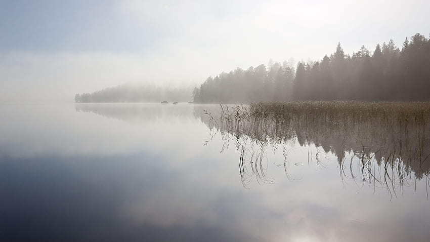 Forest reflecting in the foggy lake : : High Definition : Fullscreen HD wallpaper