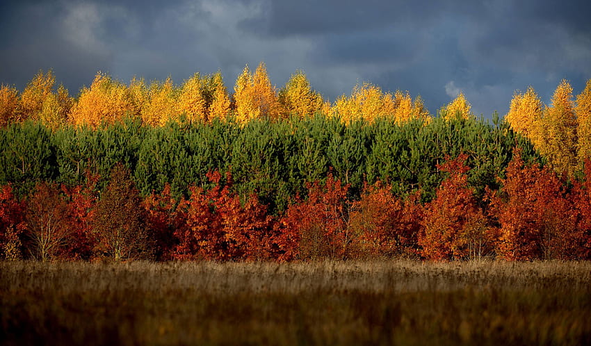 Autumn in Lithuania [OC] []. Lithuanian flag, Lithuania, Scenery HD wallpaper