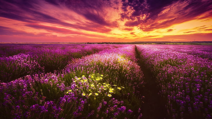 Lavender Field, France, blossoms, chamomile, colors, clouds, provence, sky, sunset HD wallpaper