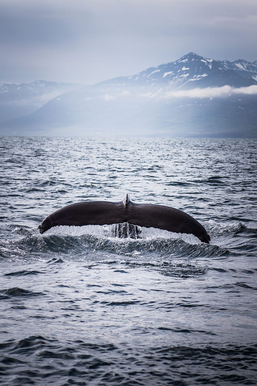 Whales in ocean, blue, ocean, sea, whales, HD phone wallpaper | Peakpx
