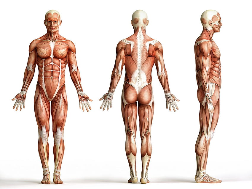 Homens Músculo Anatomia Humana Fundo Branco papel de parede HD