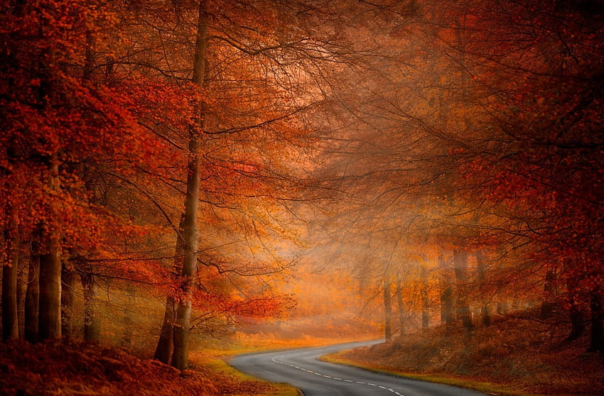 Autumn Road, trees, road, winding, forest HD wallpaper