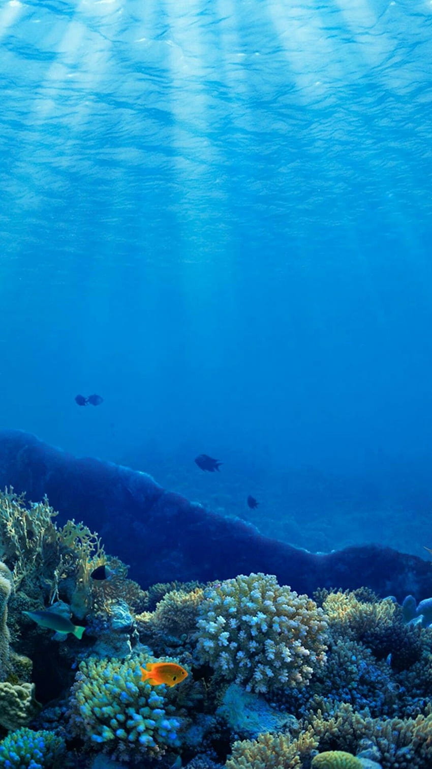Steve Champagne on Z. Underwater landscape, Underwater , Coral Blue HD ...