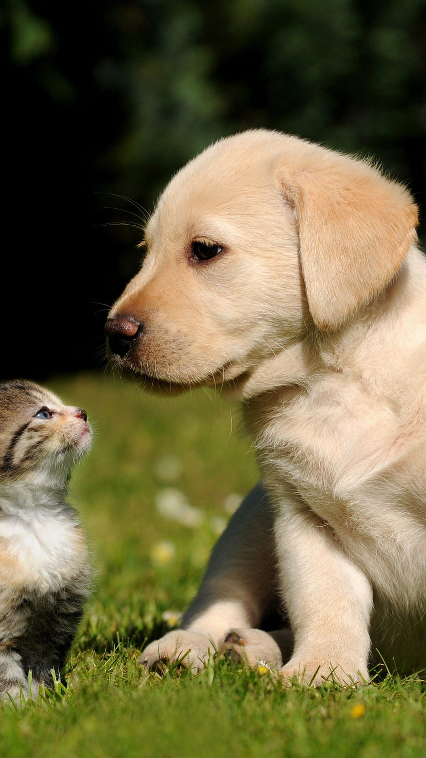 Friends, cat, dog, puppy, kitty, green, grass, sunny day, cute ...
