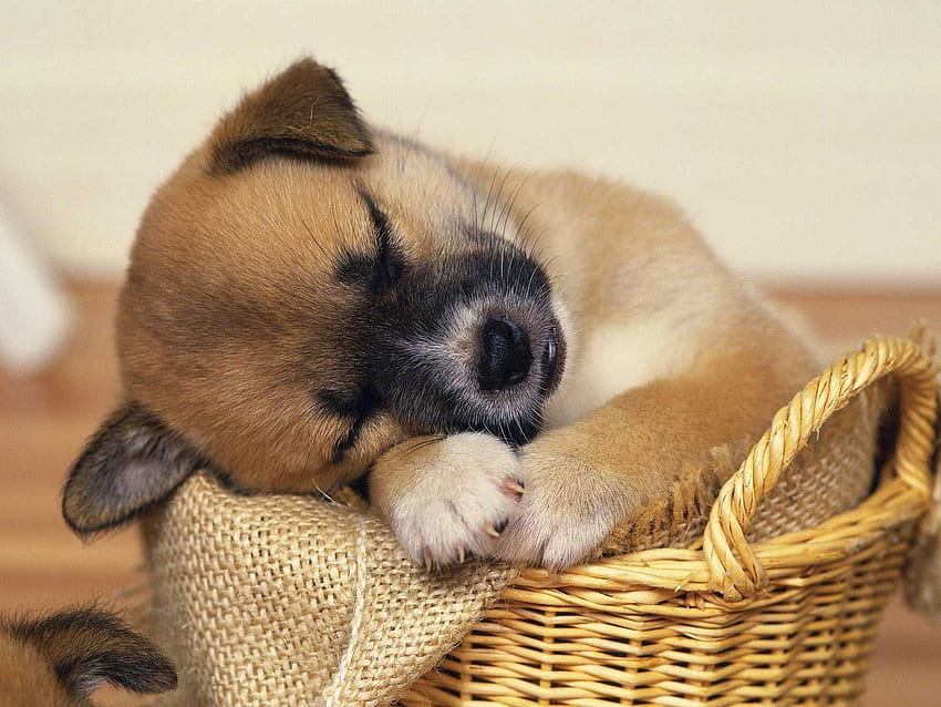 By Ilene Larby For Computer - Sleeping Baby Puppies Only - -, Puppy Sleeping HD wallpaper