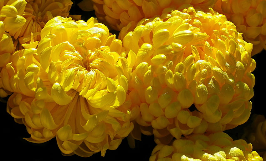 노란 국화, 꽃, 노란색, 꽃봉오리, 꽃다발 HD 월페이퍼