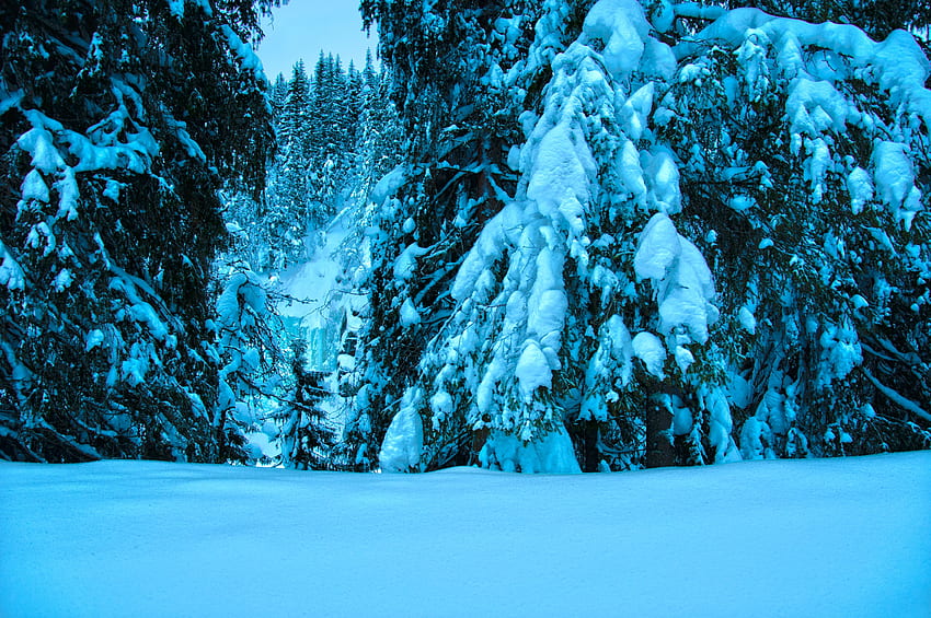 Пейзаж, Зима, Природа, Дървета, Сняг, Яде HD тапет