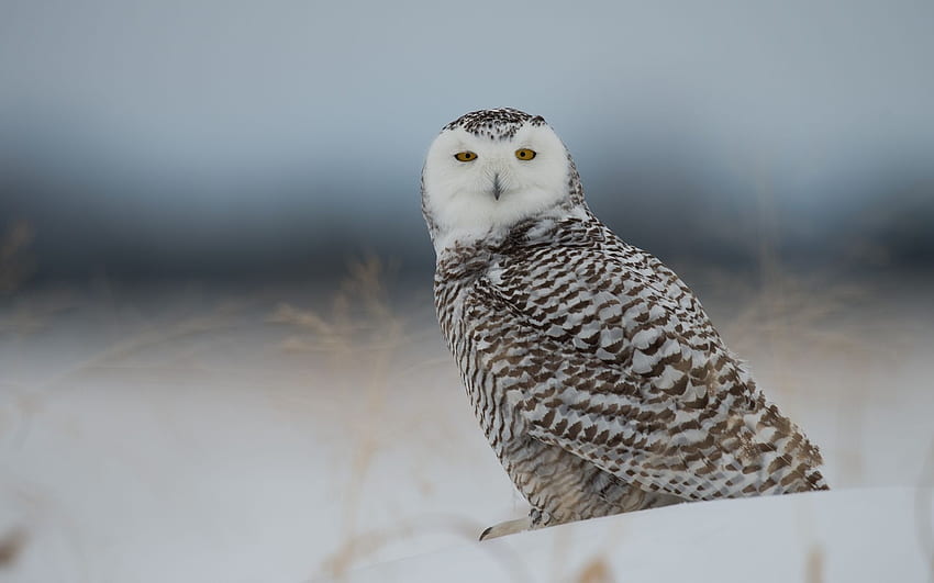 snowy owl, owl, predator, bird, snow HD wallpaper