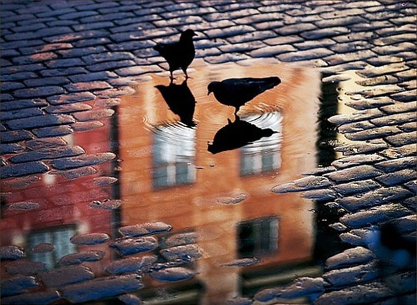 street-impression, mirror, puddle, reflection, couple, pavement, street, pigeon HD wallpaper