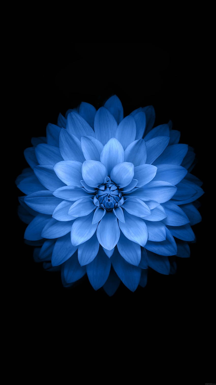 iPhone 6 - jabłko niebieski lotos iphone 6 plus, Flower 6 Plus Tapeta na telefon HD