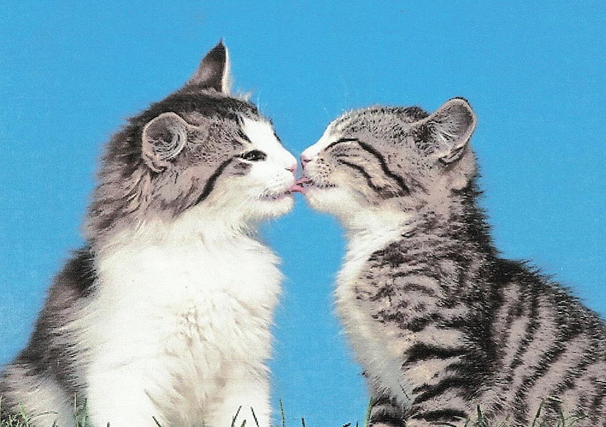Dois gatinhos malhados se beijando, azul, gatinho, fofo, beijando, malhado, patas papel de parede HD