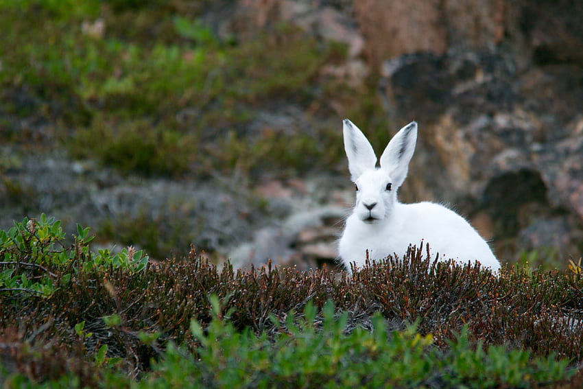 Animals, Grass, Hare, White Hare, Polar, Arctic Squirrel, Arctic Hare HD wallpaper
