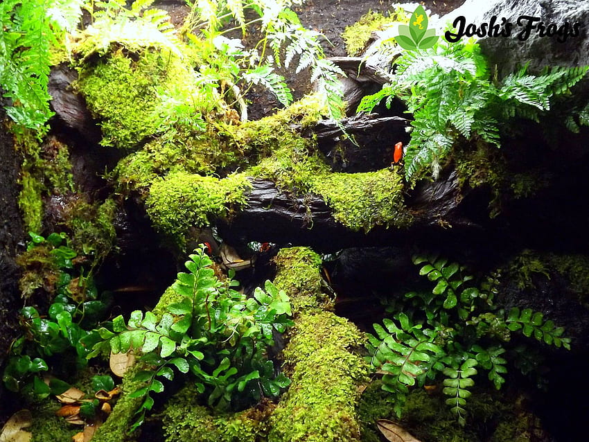 Growing Moss like a Boss - Josh's Frogs, Vivarium HD wallpaper