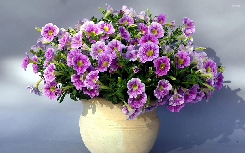 Purple petunias in a flowerpot - Flower HD wallpaper