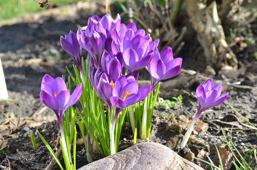 Colori di primavera, viola, croco, petali, boccioli, giardino, pietra Sfondo HD