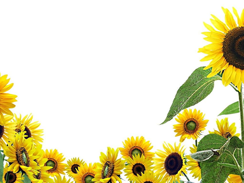 Sonnenblume - transparenter Hintergrund Sonnenblume ClipArt HD-Hintergrundbild