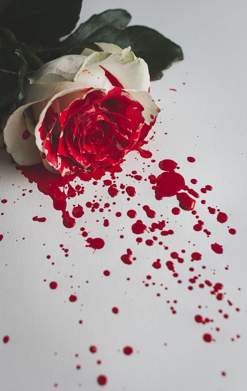 Rosa Vermelha e Branca [HQ], Flor Sangrenta Papel de parede de celular HD
