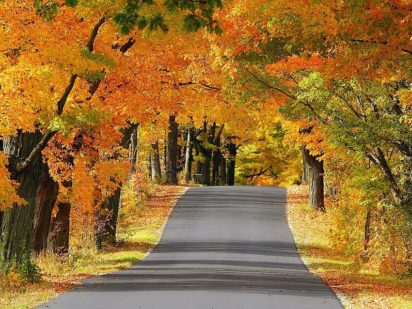 Alley, Nature, Trees, Autumn, Road, Asphalt, Wisconsin HD wallpaper