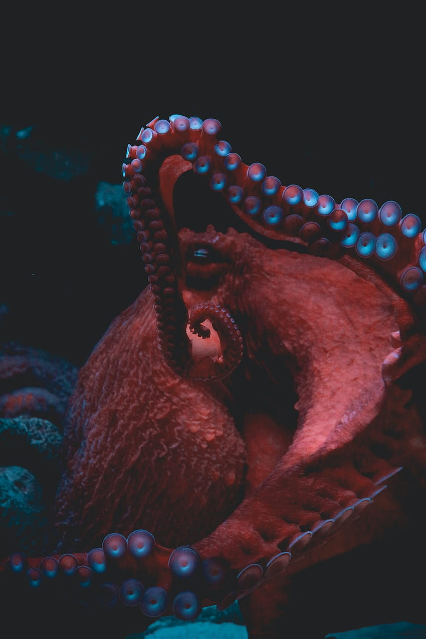 Octopus [], Octopus Art HD phone wallpaper | Pxfuel