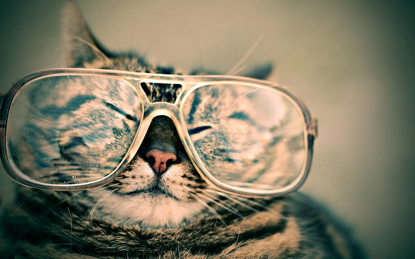 animales, gato, bozal, rayado, gafas, anteojos, broma fondo de pantalla