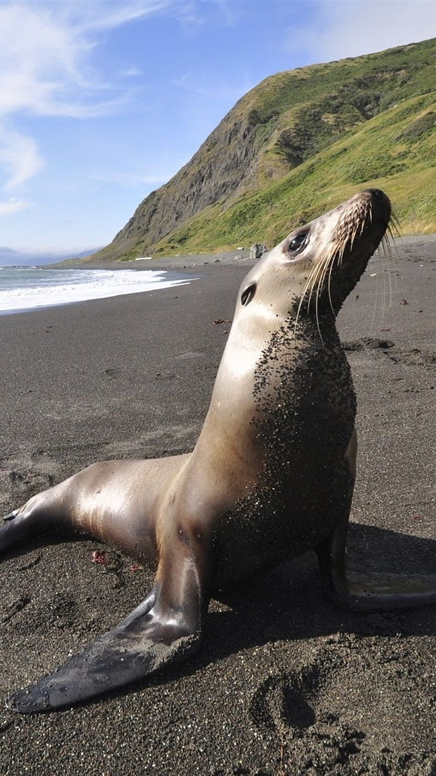 Sea animals, seal, beach, sea HD phone wallpaper