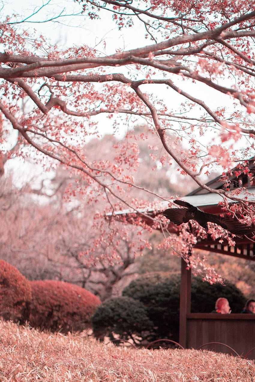 Cherry Blossom :, аниме Sakura Tree HD тапет за телефон