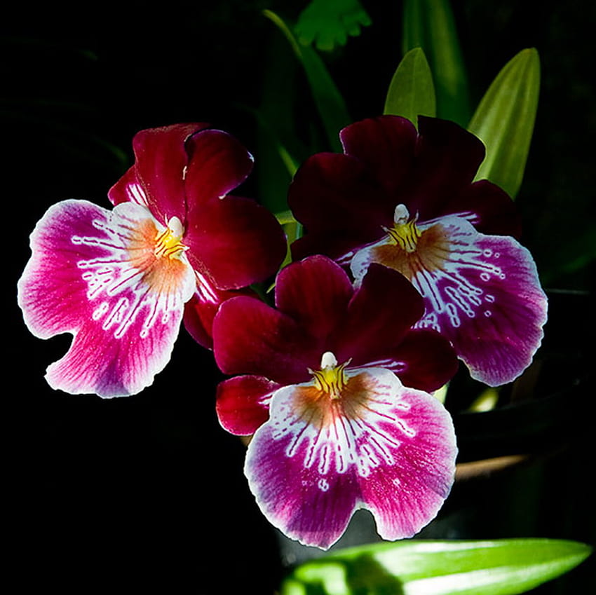 орхидея, лилаво, бетовен, екзотика HD тапет