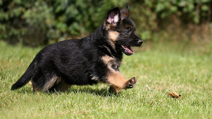 Adorable German Shepherd Puppies. For more cute puppies, check out HD wallpaper